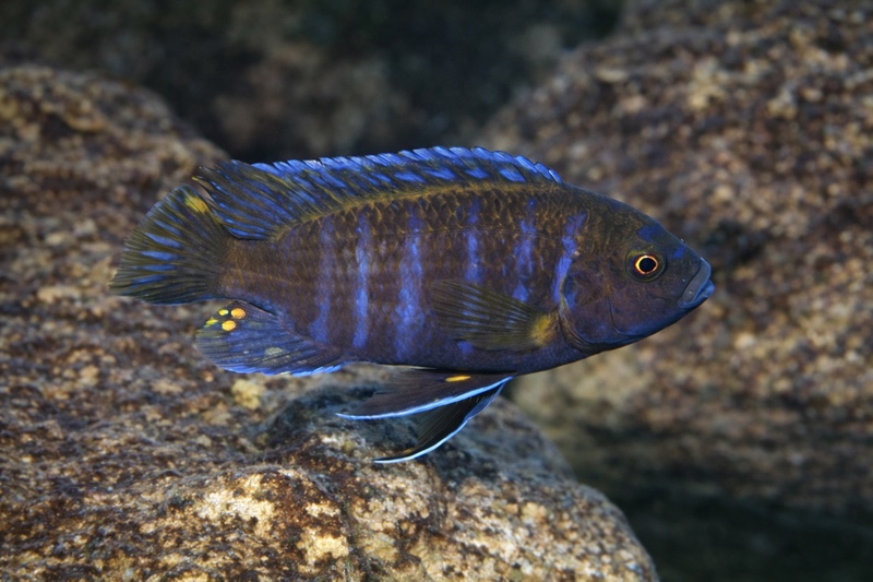 Maylandia sp. 'aggressive bars' Minos Reef